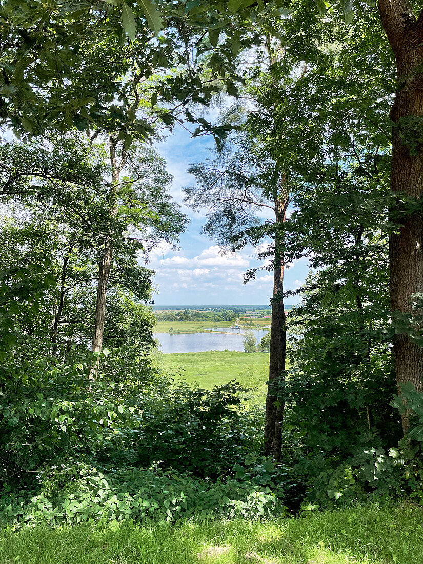 Blick durch Bäume auf die Elbe bei Hitzacker, Niedersachsen, Deutschland