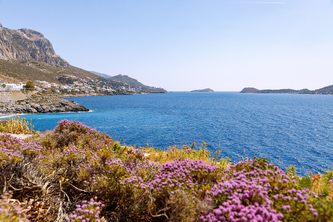  Coastal landscape with flowering heather near Kastélli and view of Massoúri on the island of Kalymnos (Kalimnos) and the offshore island of Télendos in Greece 