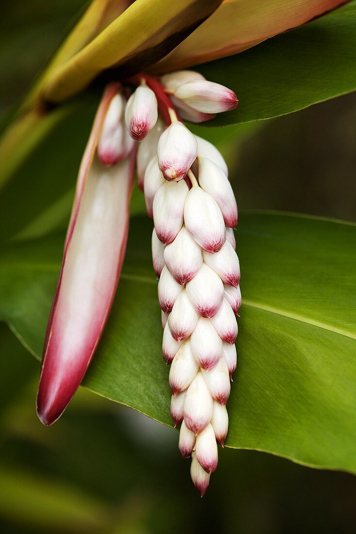 A red hot poker