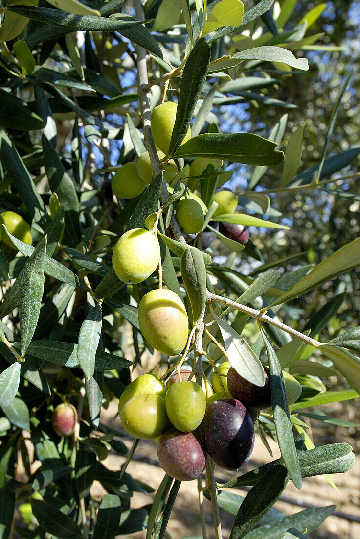 Olivenzweig mit Oliven an einem Olivenbaum