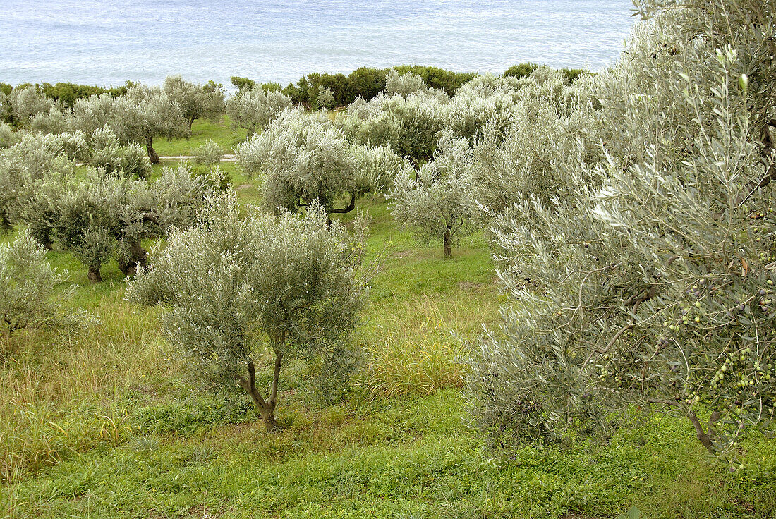 Olivenhain in Italien