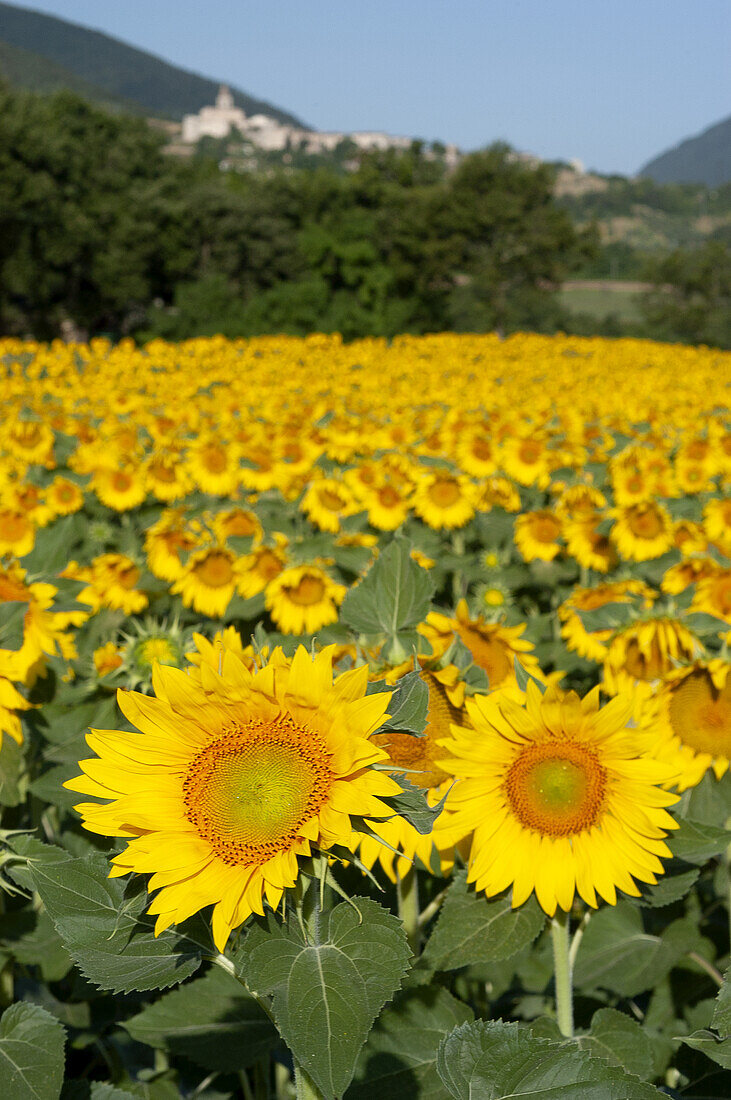 Sonnenblumenfeld bei Caldarola, Marken, Italien