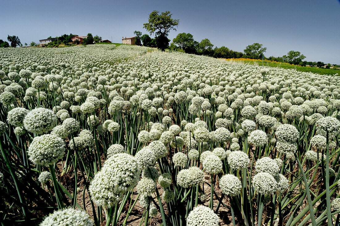  field of aglio 