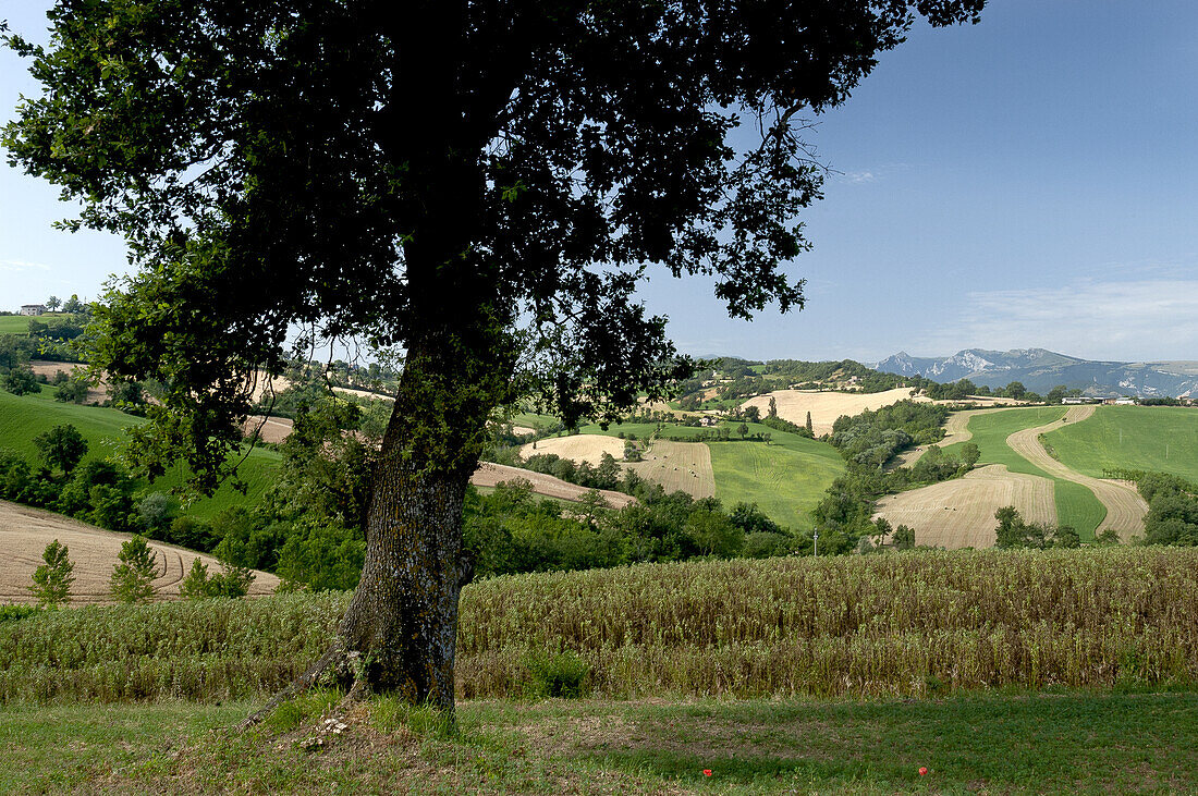  fields towards San Ginesio 