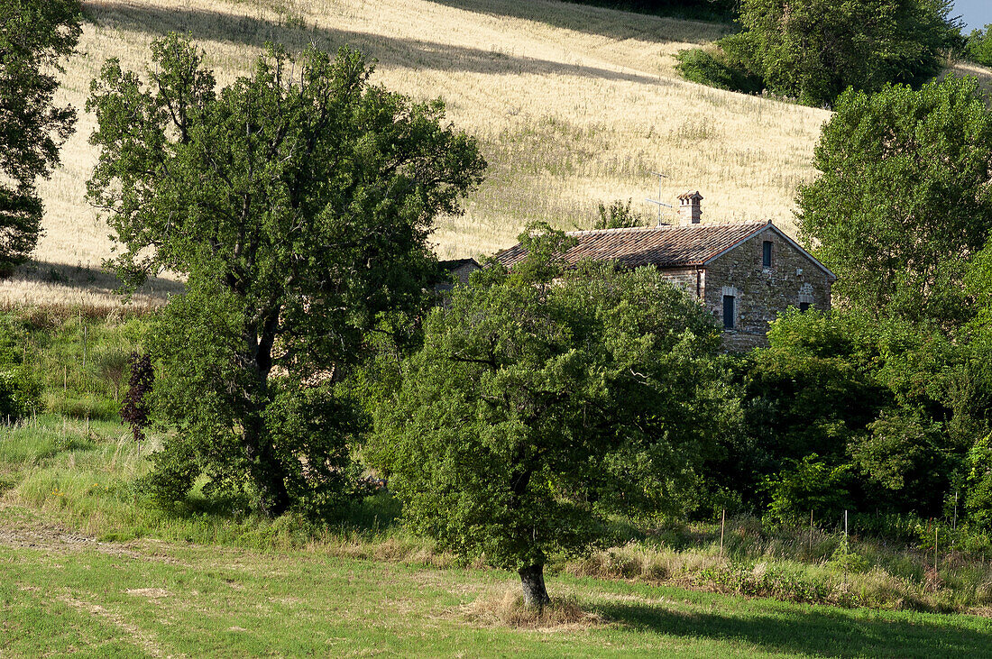  collina e casolare verso S.Ginesio 