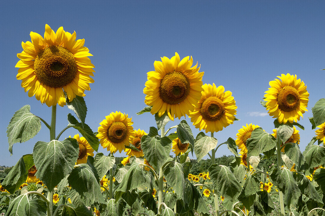 Sonnenblumen, Sonnenblumenfeld, Marken, Italien