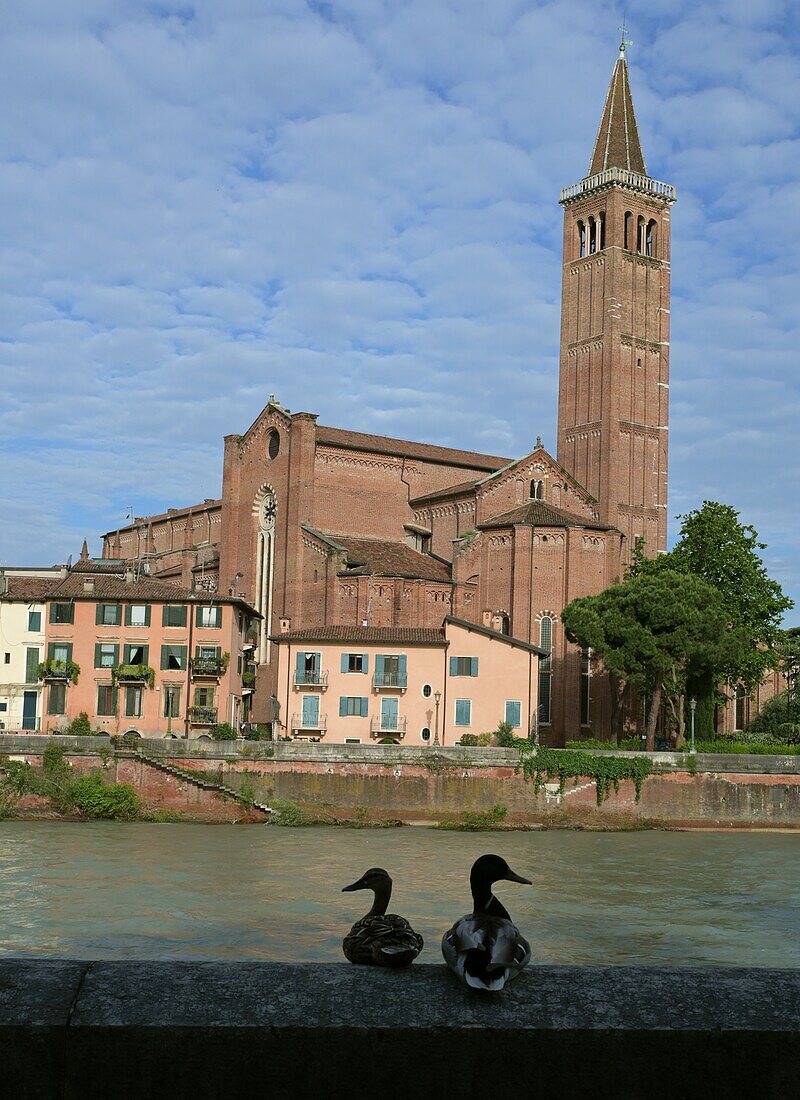 zwei Enten am Fluss Adige vor der Kirche Sant Anastasia, Verona, Veneto, Nord-Italien