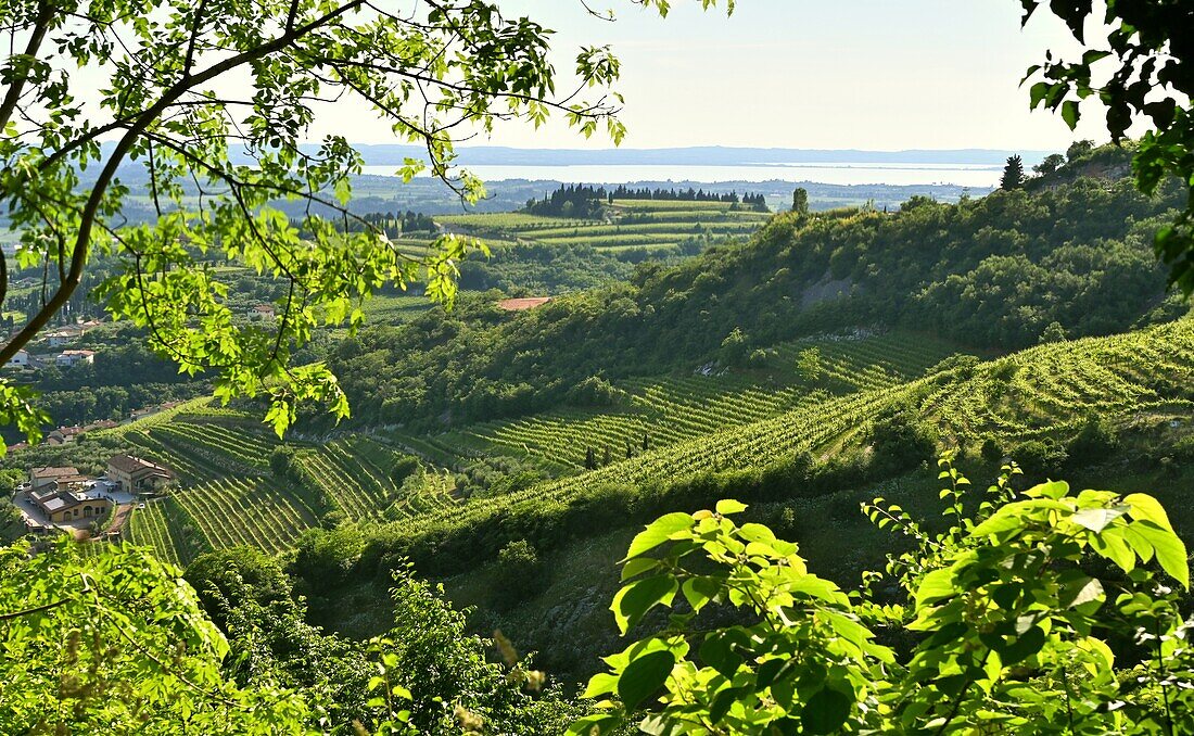  Valpolicella wine region near Negrar near Verona with view to Lake Garda, Veneto, Italy 