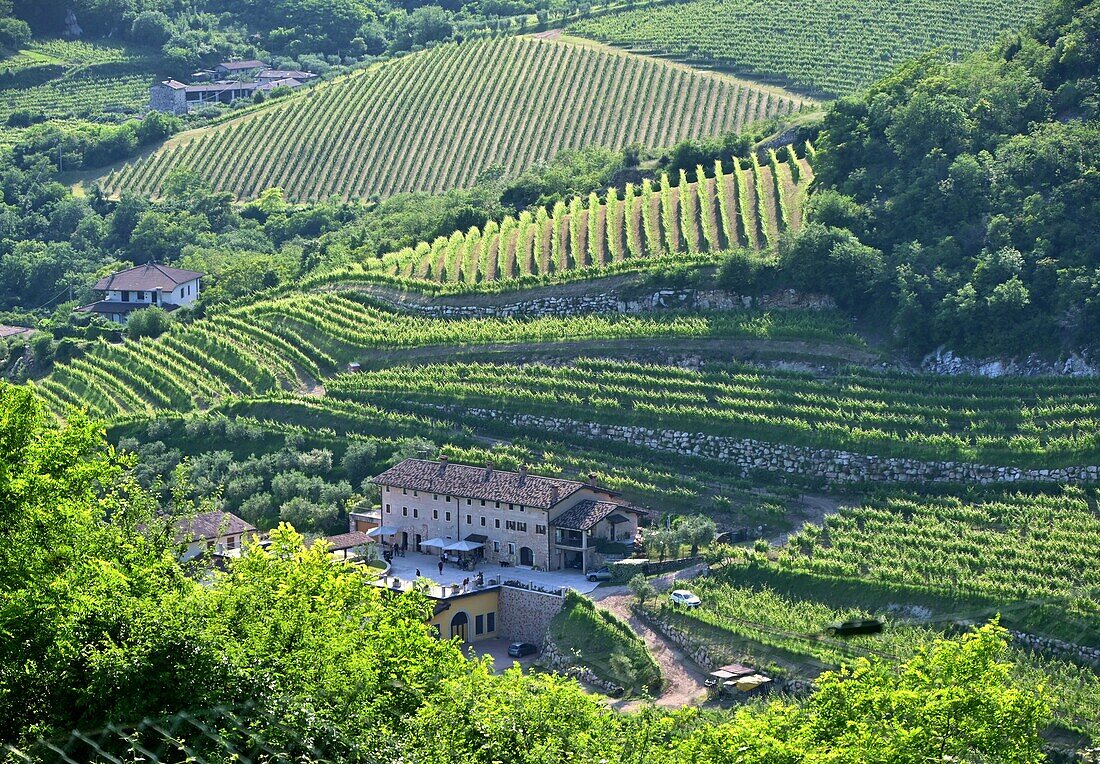  Winery in the Valpolicella wine region near Negrar near Verona, Veneto, Italy 