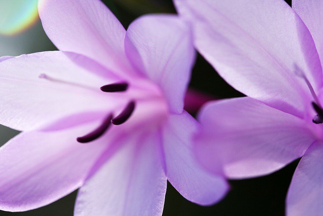 Violette Lilienblüte