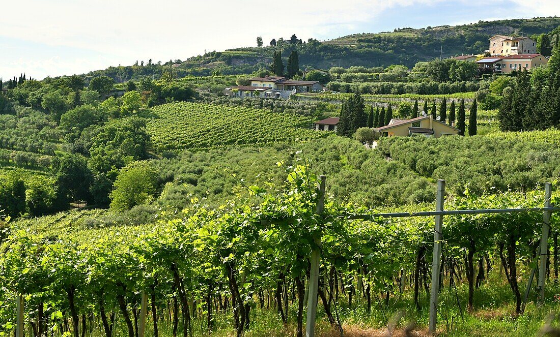 Valpolicella Weingebiet bei Negrar, bei Verona, Veneto, Italien