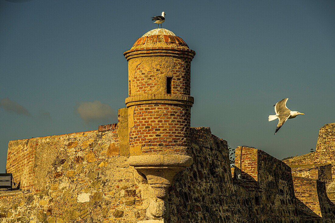  One-man watchtower of the Murallas Reales, the royal walls in Ceuta, flying seagull, North African coast, Spain 