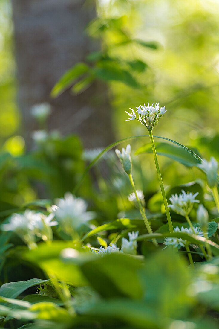 Bärlauchblüten im Frühlingswald, Bayern, Deutschland