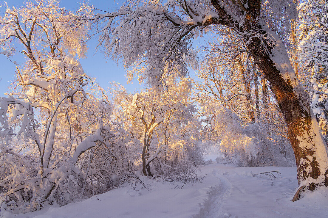 Winter im Weilheimer Moos, Weilheim, Bayern, Deutschland, Europa