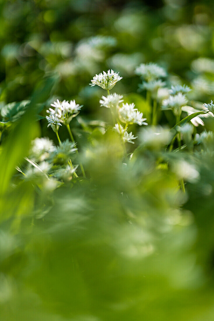 Bärlauchblüten im Frühlingswald, Bayern, Deutschland