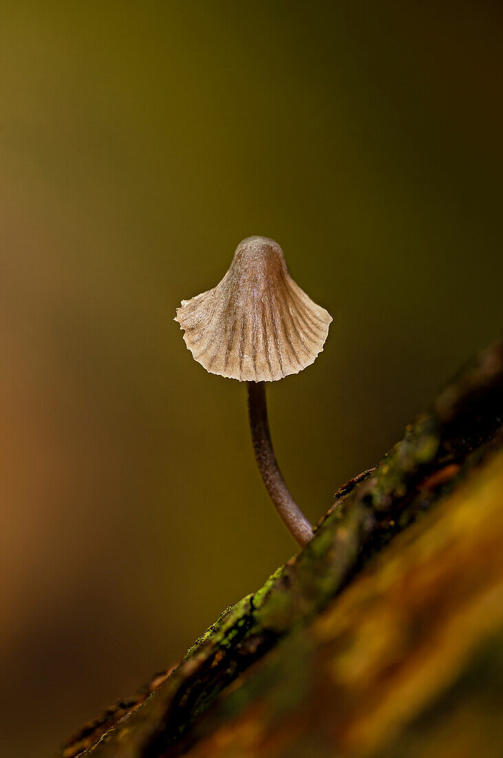 Kleiner Pilz im Eibenwald, Paterzell, Weilheim, Bayern, Deutschland