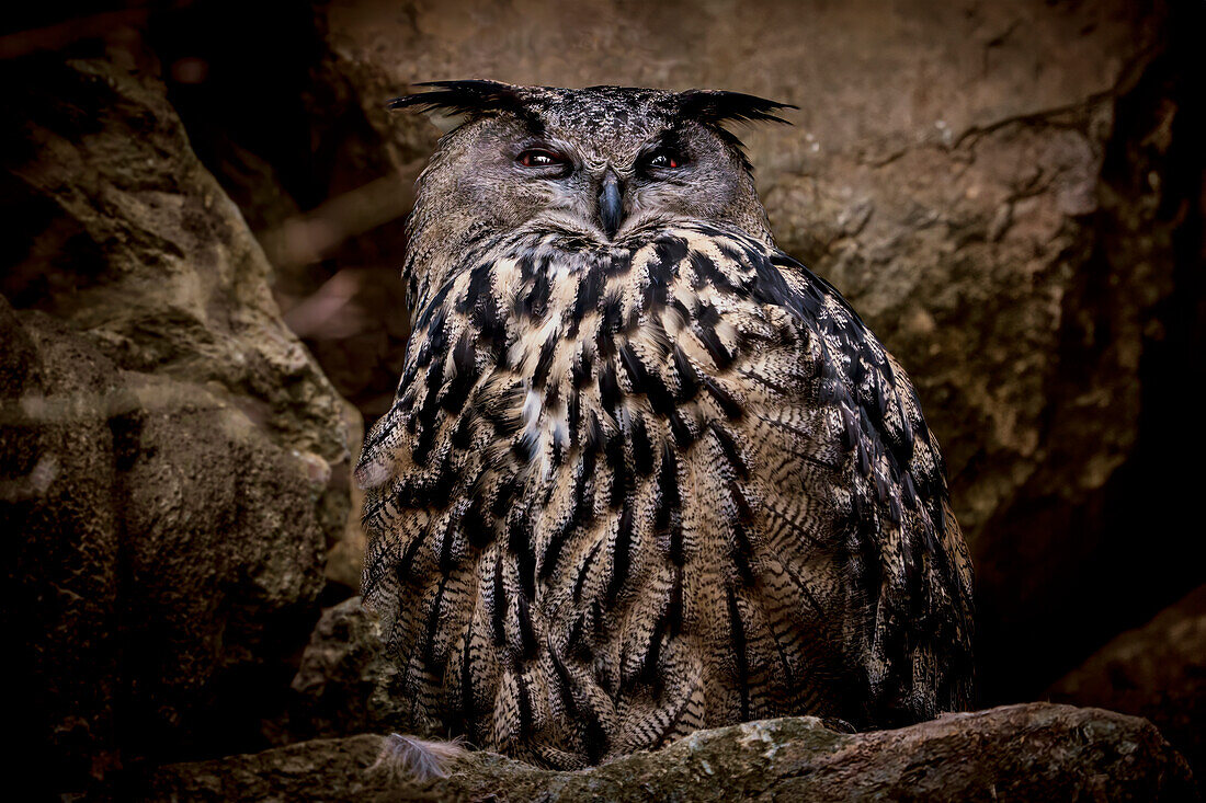 Ein Uhu im Nationalpark Bayerischer Wald, Bayern, Deutschland