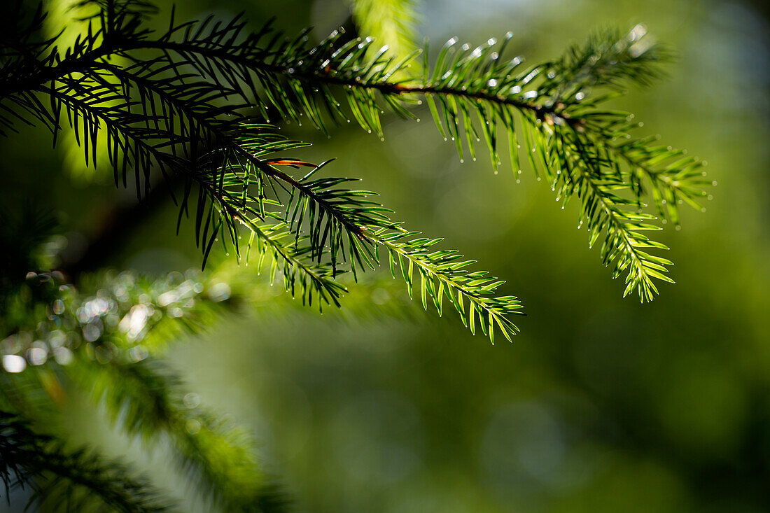  Fresh spruce shoots in the forest in summer, Bavaria, Germany 