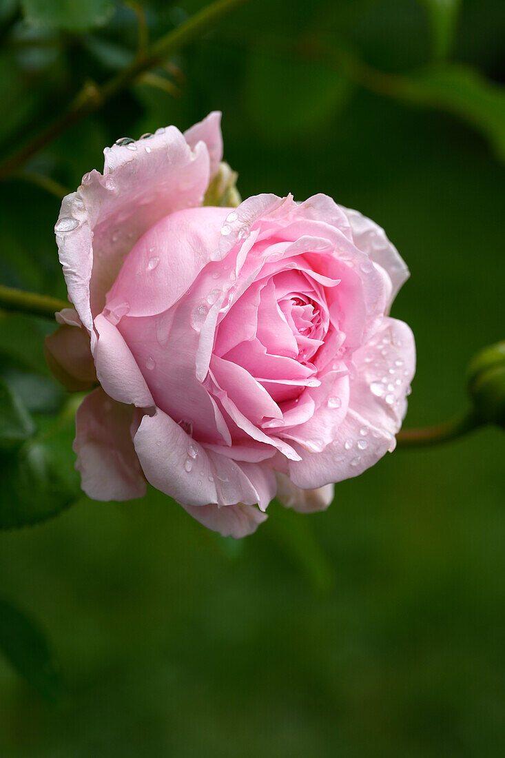 Zarte Rosenblüte nach einem Regenschauer im Sommer, Bayern, Deutschland, Europa