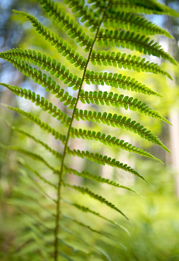  Fern in a light forest in spring, close-up, Bavaria, Germany 