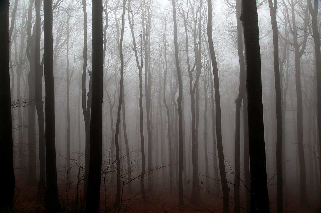 Beech woodland obscured by low cloud fog, Shipka Pass, Bulgaria, eastern Europe