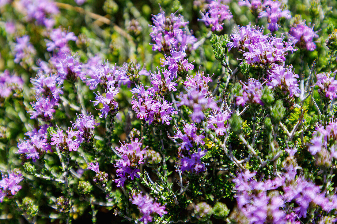  flowering thyme heath (headed thyme, Thymbra capitata, Coridothymus capitatus) on the south coast of the island of Kos in Greece 