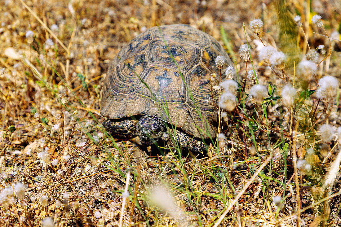  Greek tortoise (Testudo hermanni) in the wild near Asomati on the island of Kos in Greece 