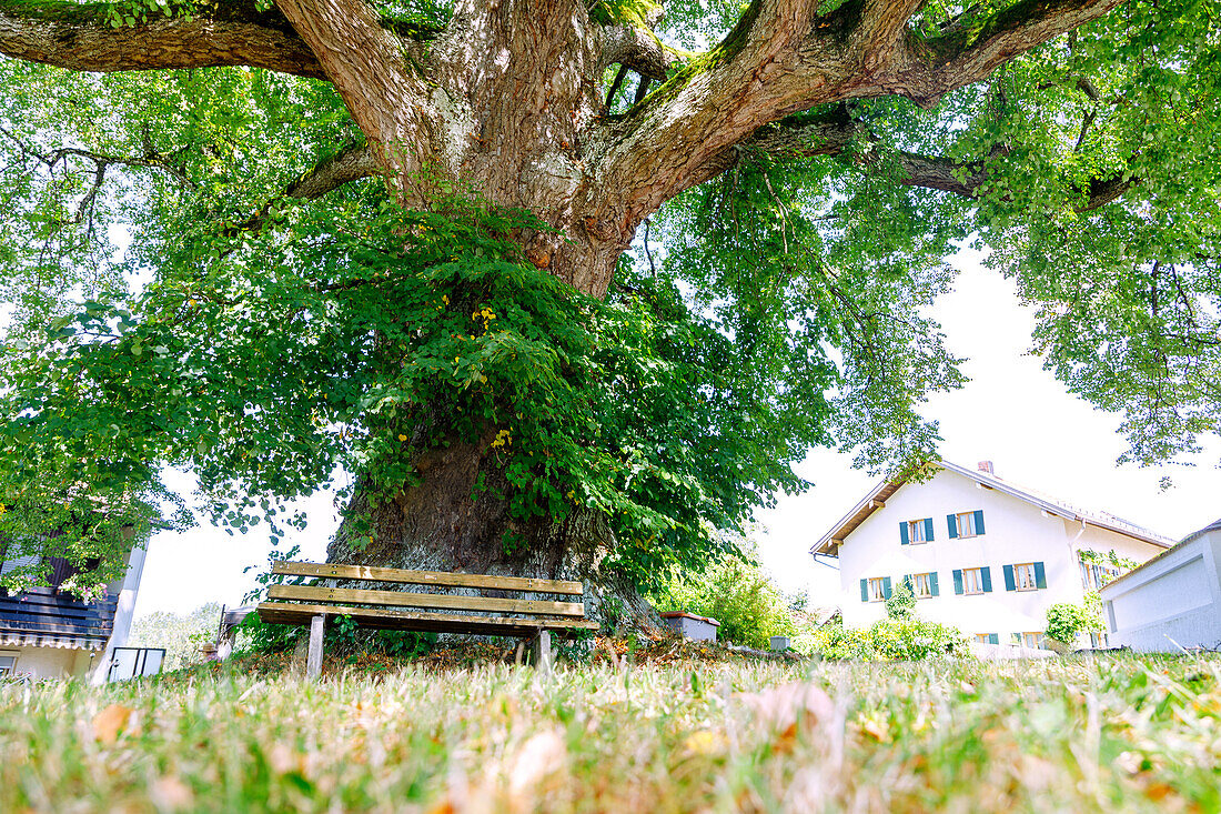 350 Jahre alte Sommerlinde (Tilia Platyphyllos) in Pemmering bei Isen in Oberbayern in Deutschland