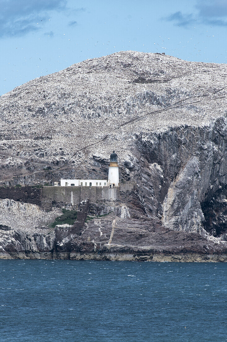  View of the bird colony on Bass Rock, lighthouse, East Lothian Coast, Scotland, United Kingdom 