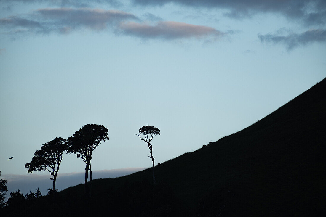  View of the trees on the Law hill in North Berwick, East Lothian, Scotland, United Kingdom 