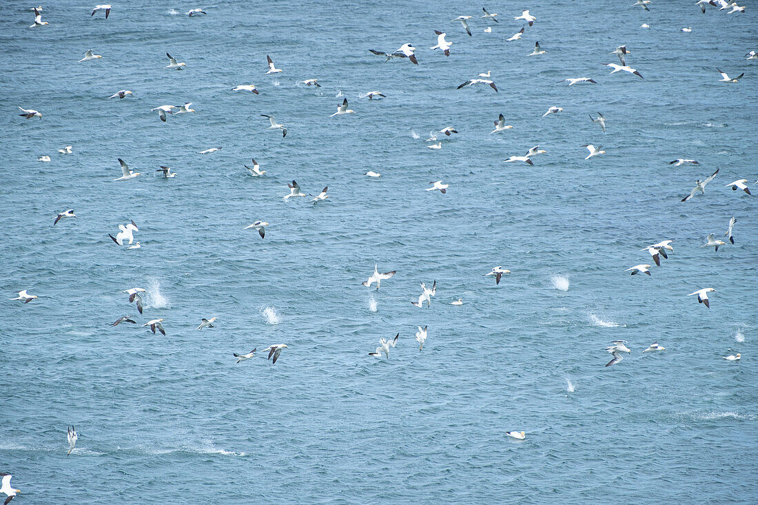  View of the northern gannets diving at Bass Rock, East Lothian Coast, Scotland, United Kingdom 