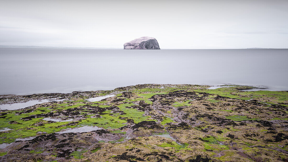  View of Bass Rock at low tide, East Lothian Coast, Scotland, United Kingdom 