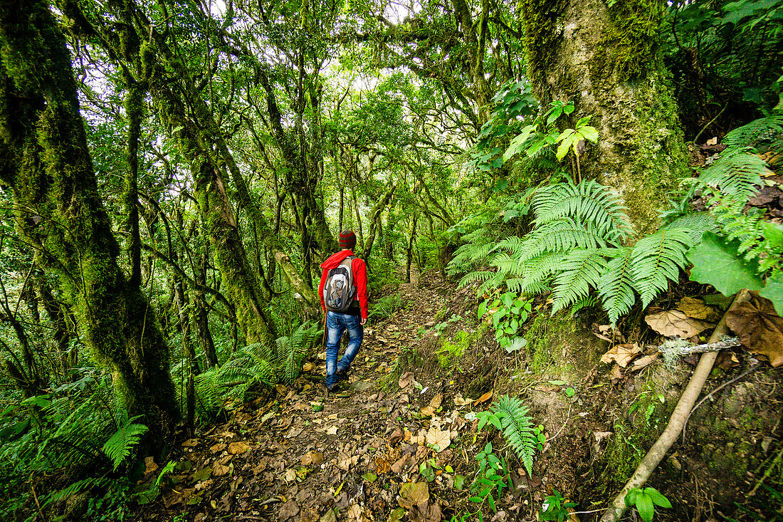 Wanderer im Nebelwald an den Hängen des Vulkans Toliman, Atitlan-See, Guatemala, Mittelamerika