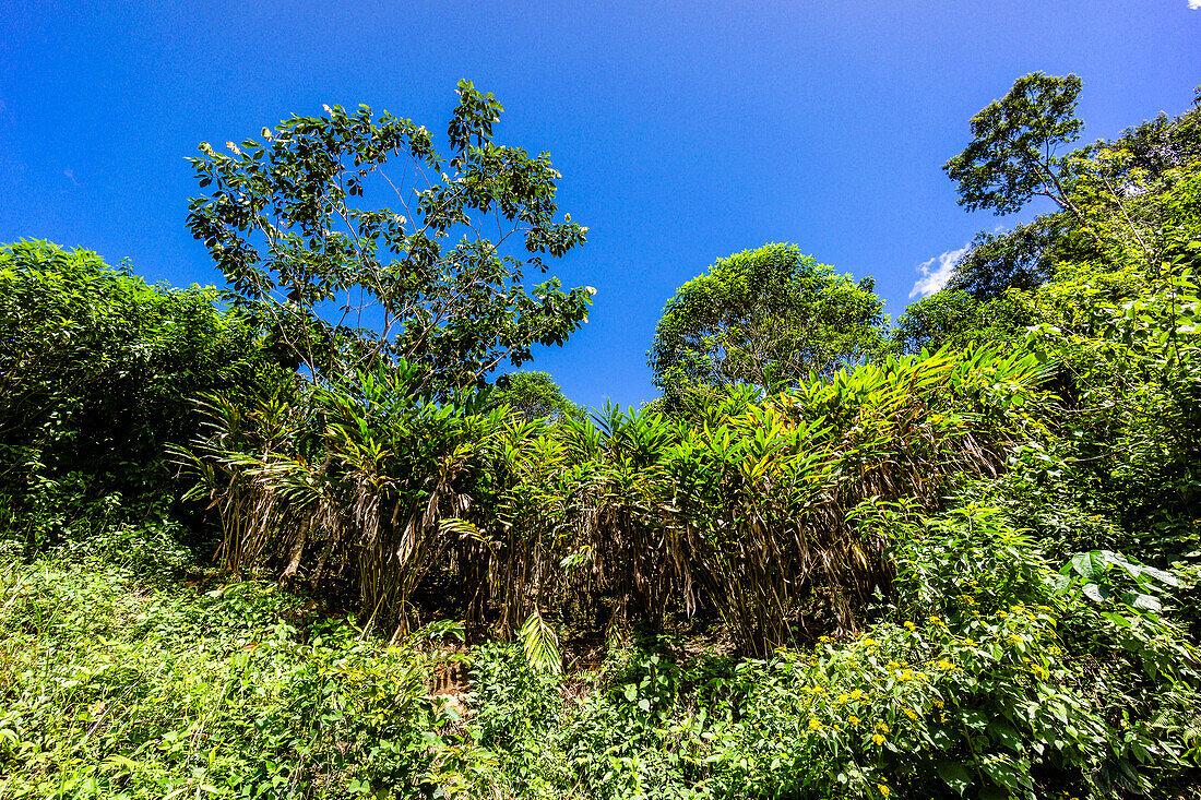 cardamom field, Saquixpec, sierra de Chama, zone Reyna, Quiche, Guatemala, Central America