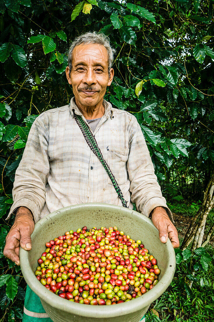  Kaffeeernte, La Taña, Reyna-Gebiet, Departement Uspantan, Guatemala, Mittelamerika 