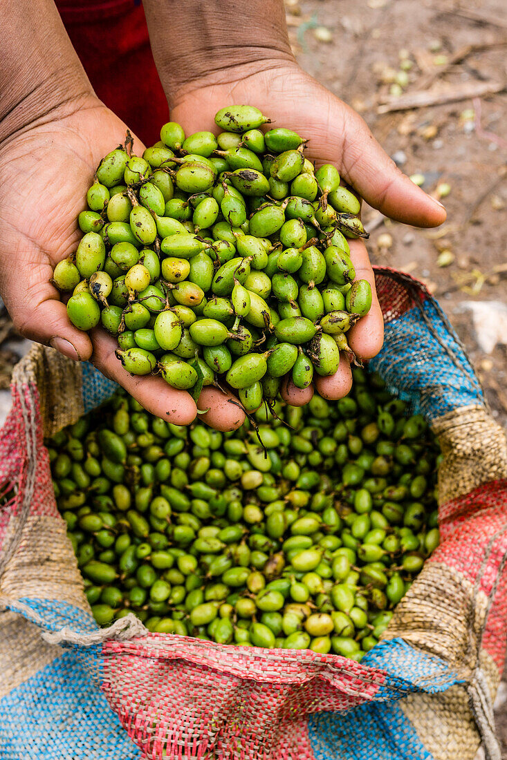 Cardamom pickers, La Taña, Reyna area, Uspantan department, Guatemala, Central America