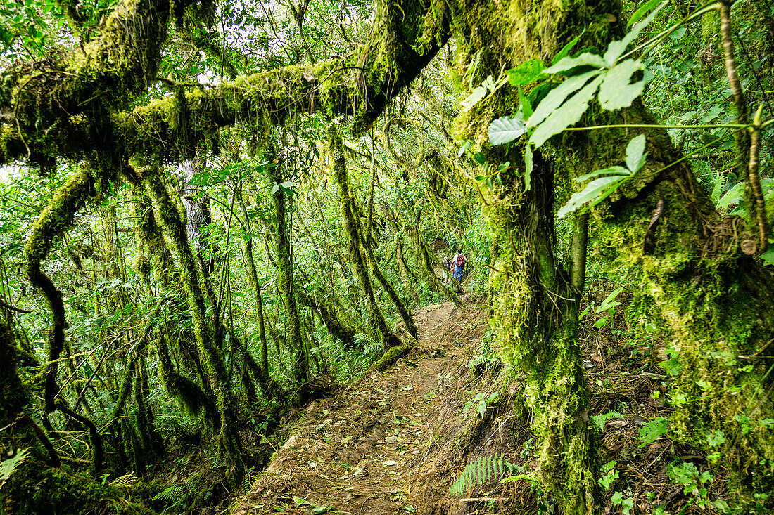  Nebelwald an den Hängen des Vulkans Toliman, Atitlan-See, Guatemala, Mittelamerika 