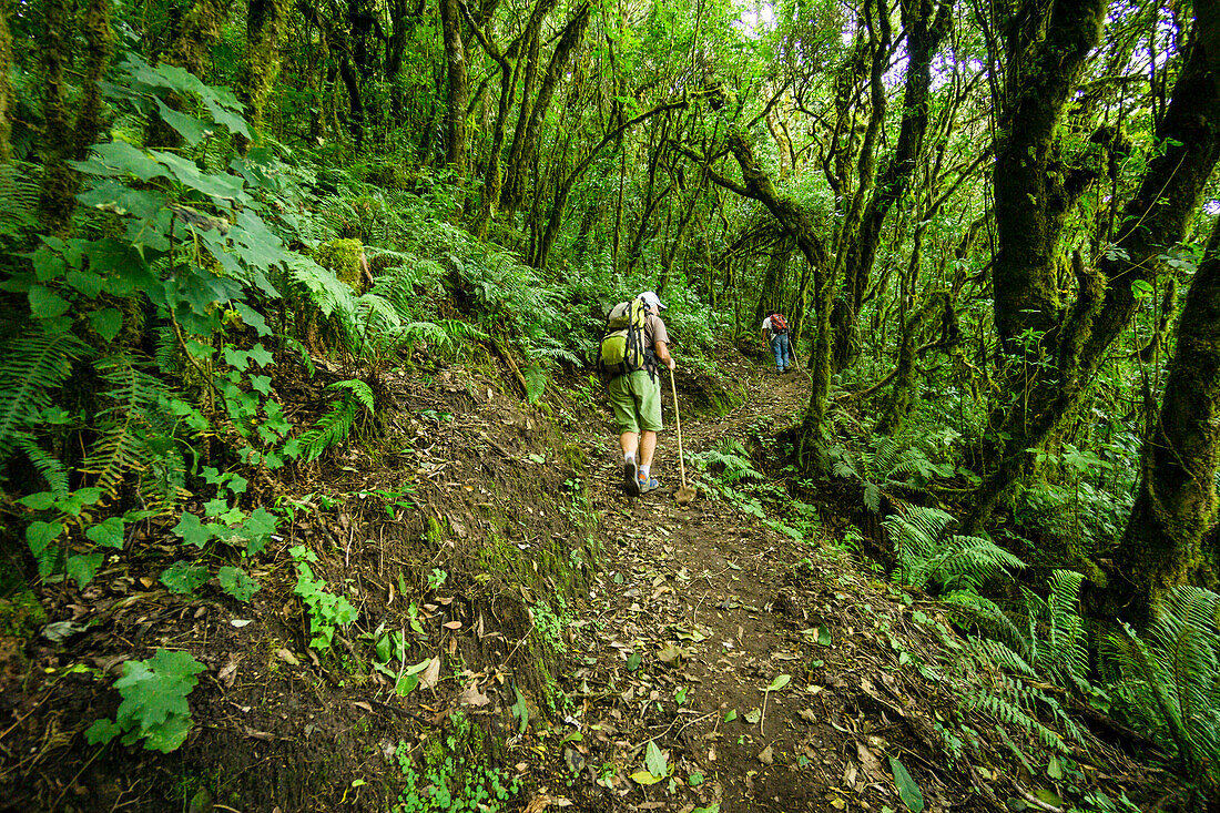 Hikers, cloud forest on the slopes of Tolimán volcano, Lake Atitlán, Guatemala, Central America