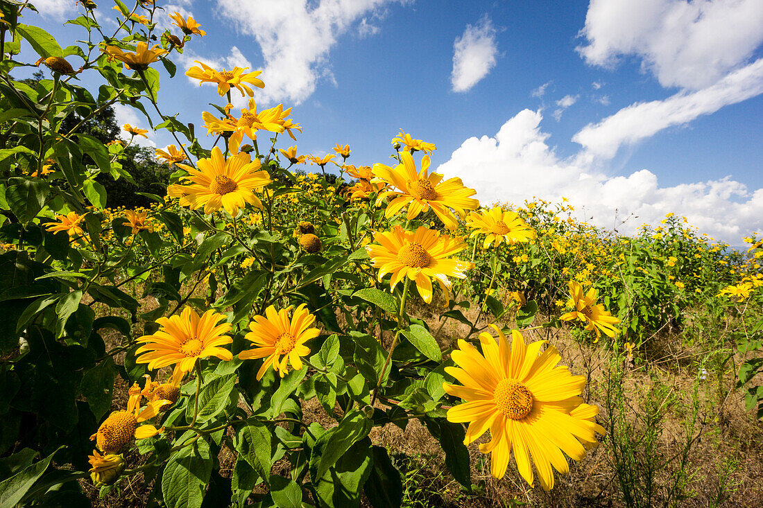 wild sunflowers, slopes of Toliman volcano, Atitlan lake, Guatemala, Central America