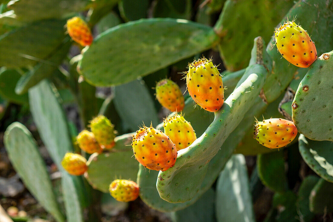  Feigenkaktus, Es Ravellar, Campos, Mallorca, Balearen, Spanien 