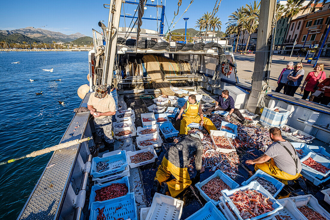 Segler, die Fisch auswählen, Schleppnetzfischerei oder Bou-Fischerei, Andratx, Mallorca, Balearen, Spanien