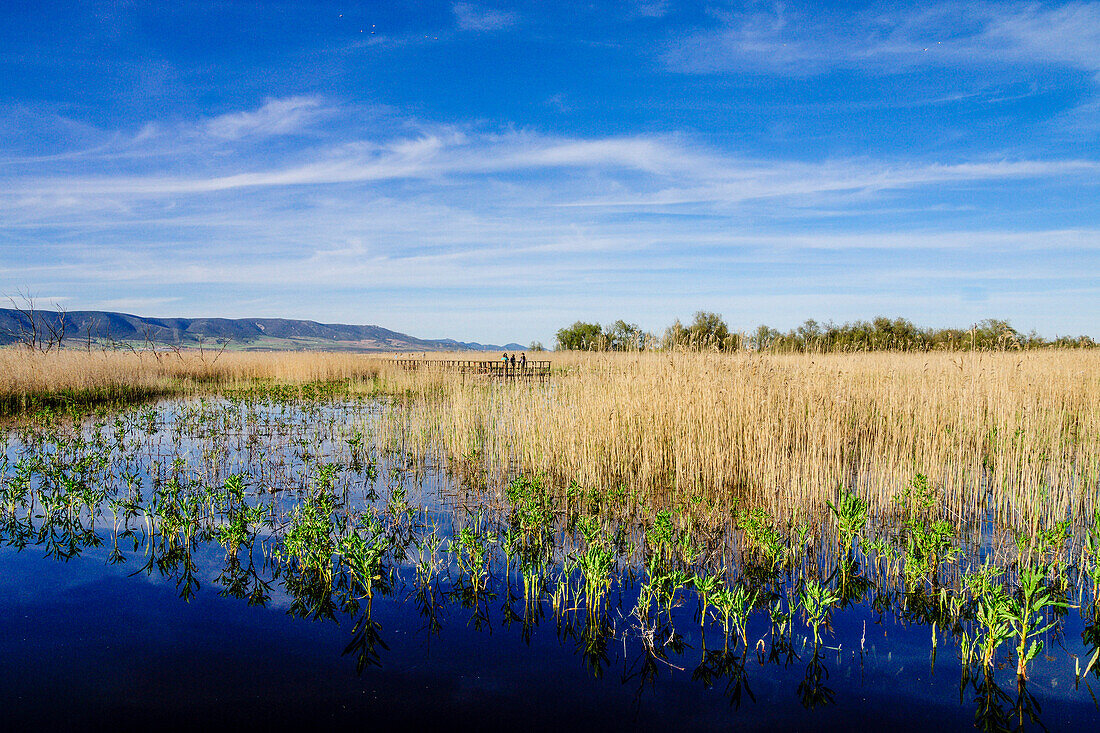  Nationalpark Tablas de Daimiel, Ciudad Real, Kastilien-La Mancha, Spanien, Europa 