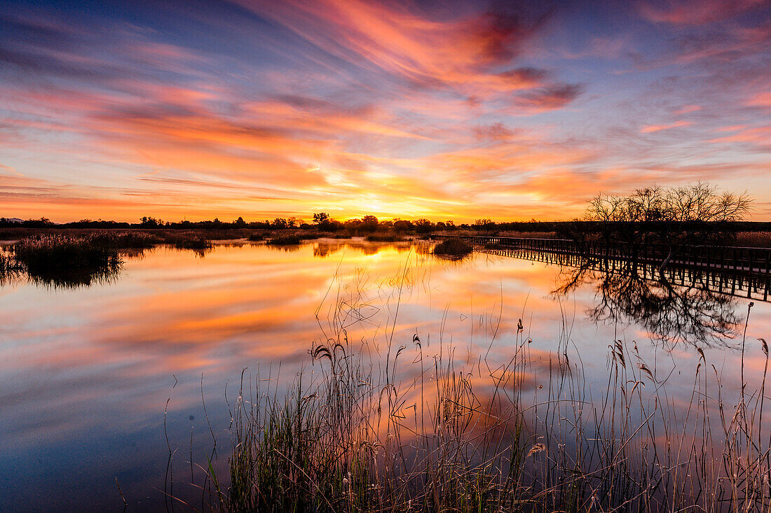  Nationalpark Daimiel Tables, Ciudad Real, Kastilien-La Mancha, Spanien, Europa 