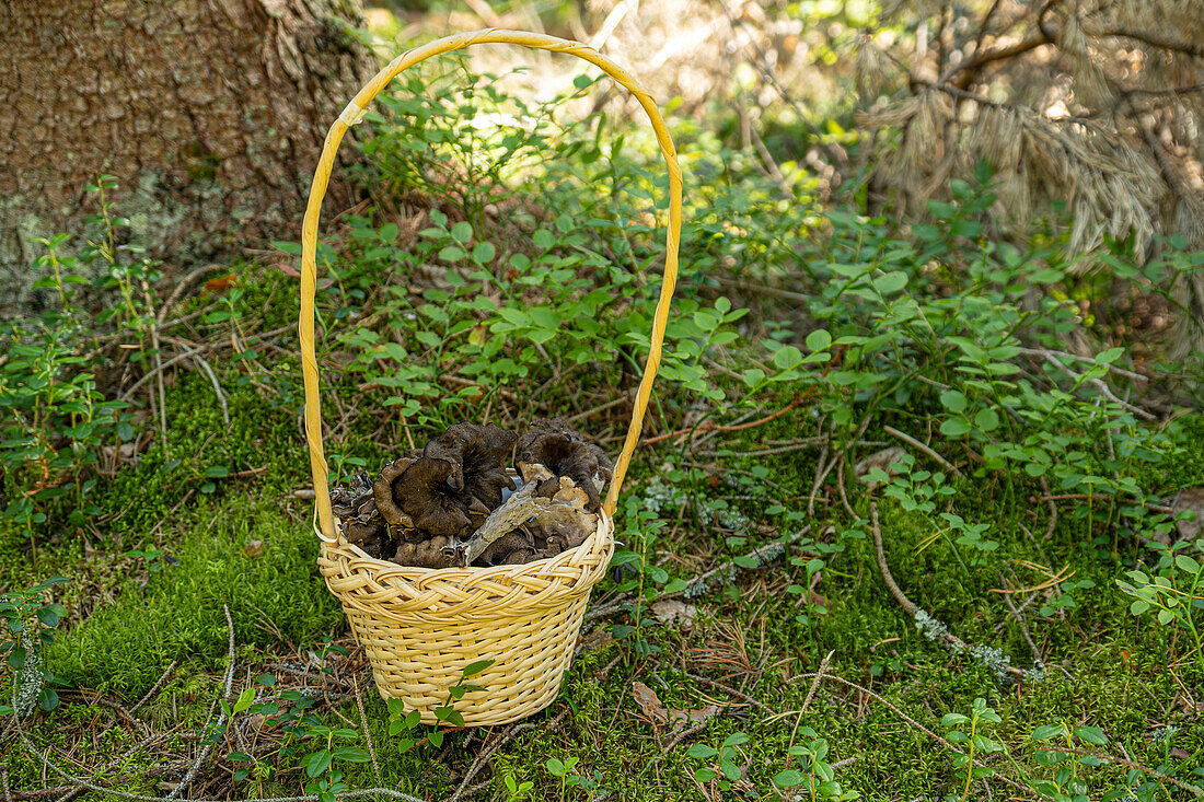 Basket full of frshly picked black cantharelles in a forest in Southern Sweden.