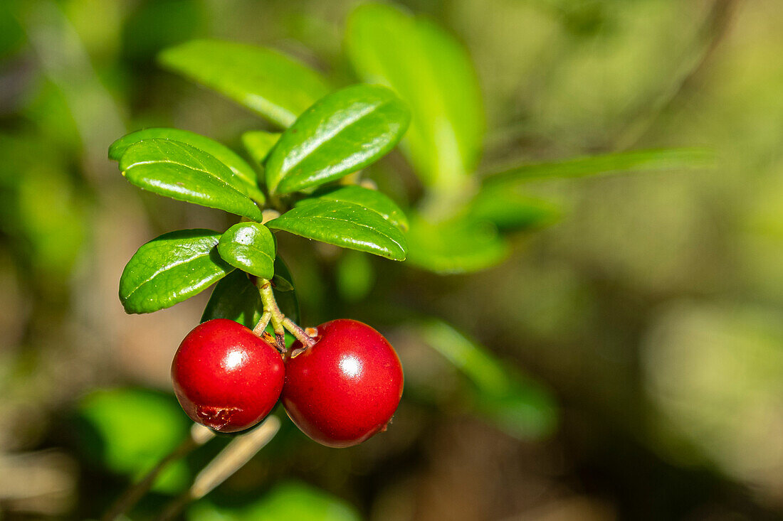 Closeup of lingonberries (Vaccinum vitis-idaea) growing in a forest. The small berries are very popular in the Scandinavian kitchen.