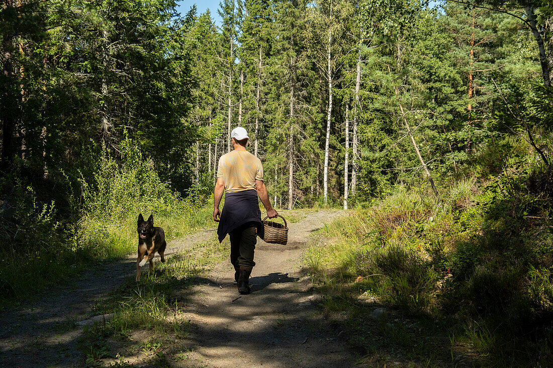 Young caucasian man with a dog walking into the woods with a basket to pick edible mushrooms.