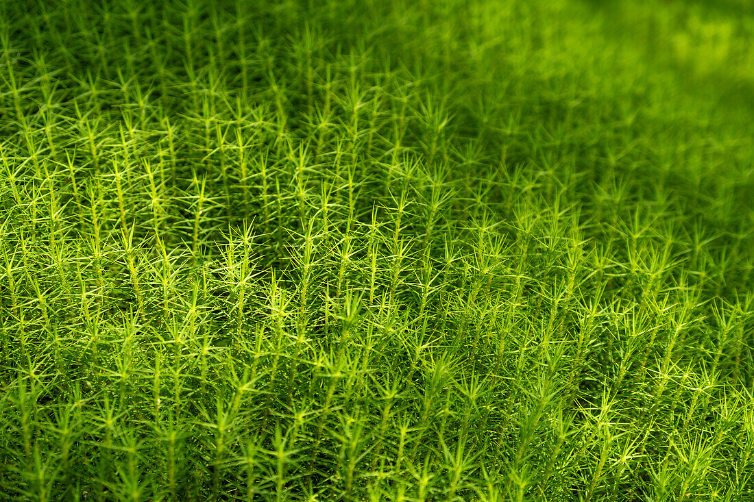  Nahaufnahme von Polytrichum commune (auch bekannt als Gewöhnliches Haarmoos, Großes Goldlöckchen, Gewöhnliches Haarmoos oder Gewöhnliches Haarmoos). 