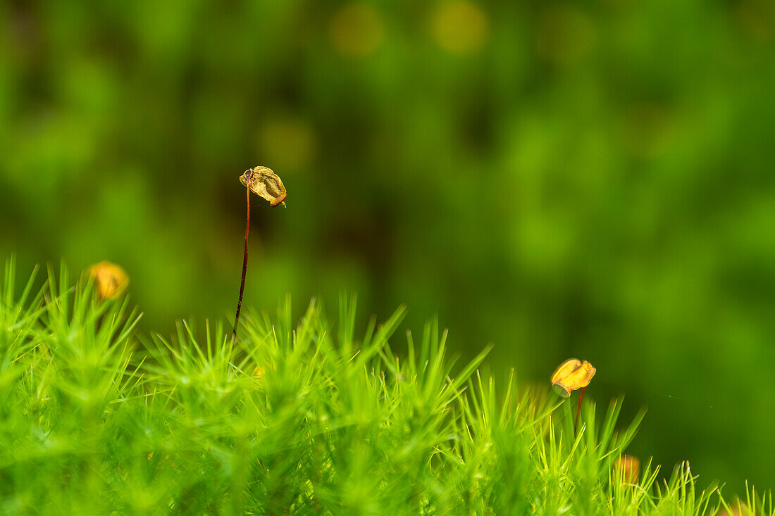 Tall stems of the Polytrichum commune (also known as common haircap, great golden maidenhair, great goldilocks, common haircap moss, or common hair moss).