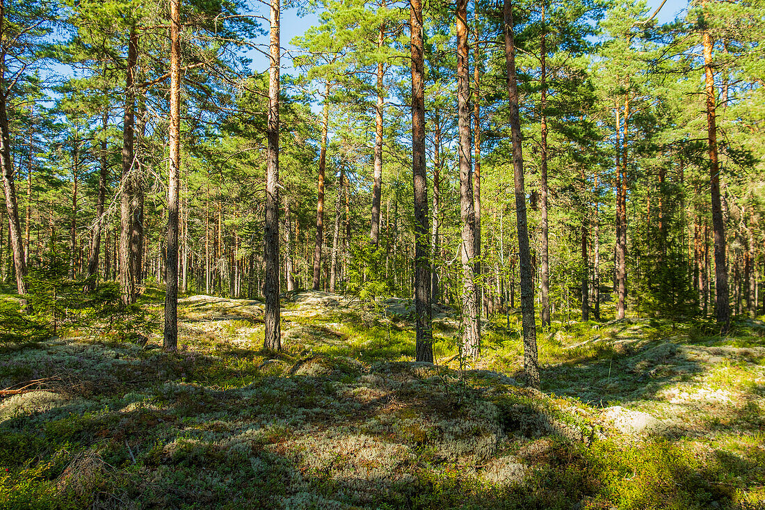 Beautiful landscape of the Listorp nature reserve in Söderköping, Sweden.