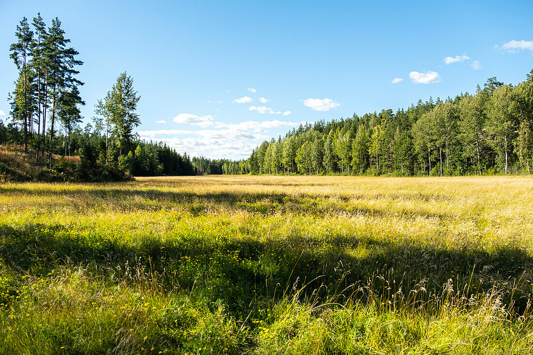 Typische Landschaft Südschwedens mit Wald und Wiese, Schweden